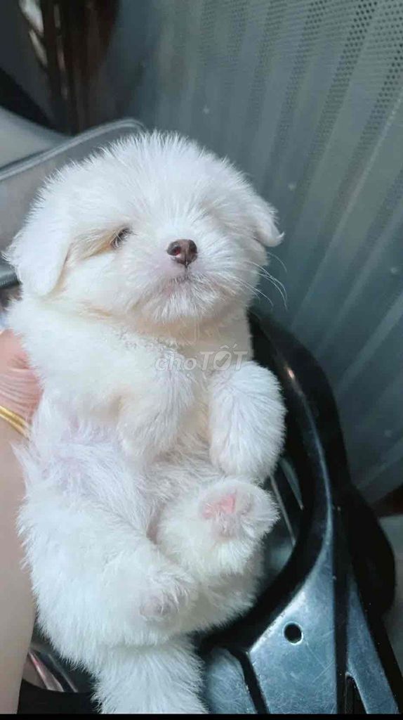 Em có 1 bé cần bán ạ. Mua bán Chó tại Thành phố Thủ Đức Tp Hồ Chí Minh được đăng bởi Thu Hà hình 1