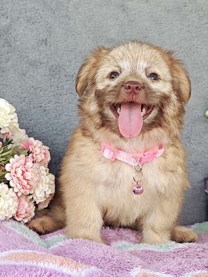 Gái Poodle F xin chào sen dễ thương😚😚😚