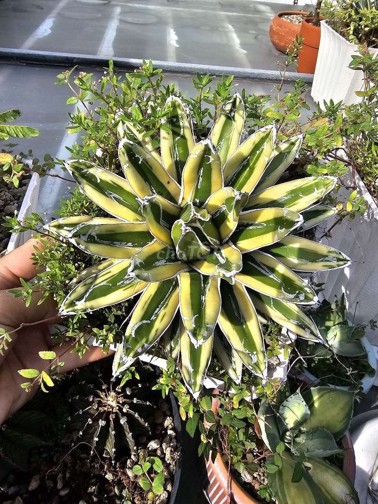 Combo 3 cây agave như hình. Mua bán Cây cảnh, đồ trang trí tại Quận Gò Vấp Tp Hồ Chí Minh được đăng bởi Nguyễn Duyên hình 1