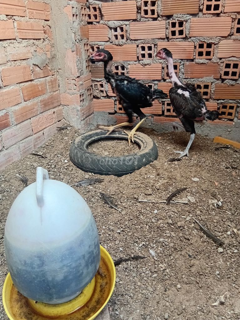 Gà mái tơ Cái. Mua bán Gà tại Thành phố Thuận An Bình Dương được đăng bởi Dd Tg hình 1