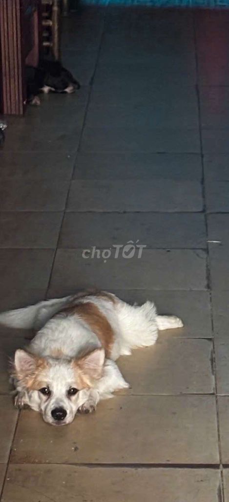 Chó Cái giống nhỏ sức khỏe tốt. Mua bán Chó tại Quận Tân Phú Tp Hồ Chí Minh được đăng bởi Hà Nguyễn Thảo Mi hình 1