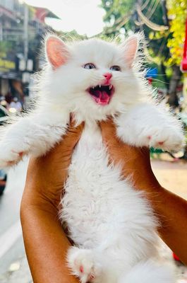 Mèo Anh cái màu Trắng
