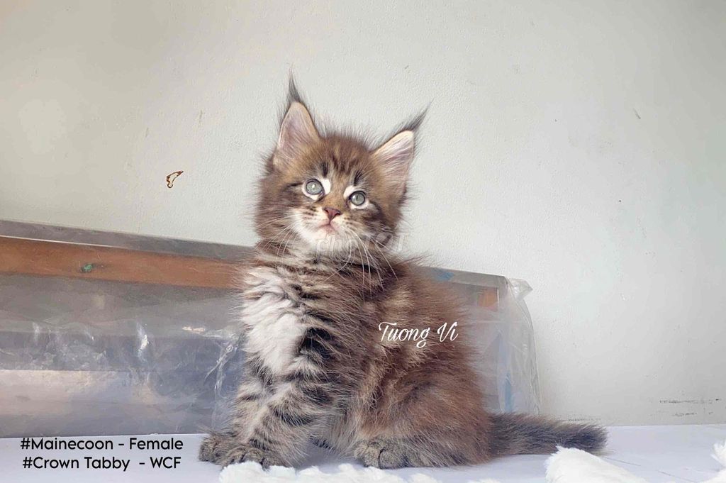 Mèo con Maine Coon full giấy WCF. Mua bán Mèo tại Quận 12 Tp Hồ Chí Minh được đăng bởi PET CƯNG QUẬN 12 hình 1