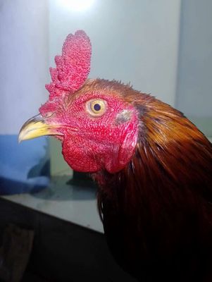 Em gà mồng vua. Mua bán Gà tại Huyện Phụng Hiệp Hậu Giang được đăng bởi Yên Gà Đá