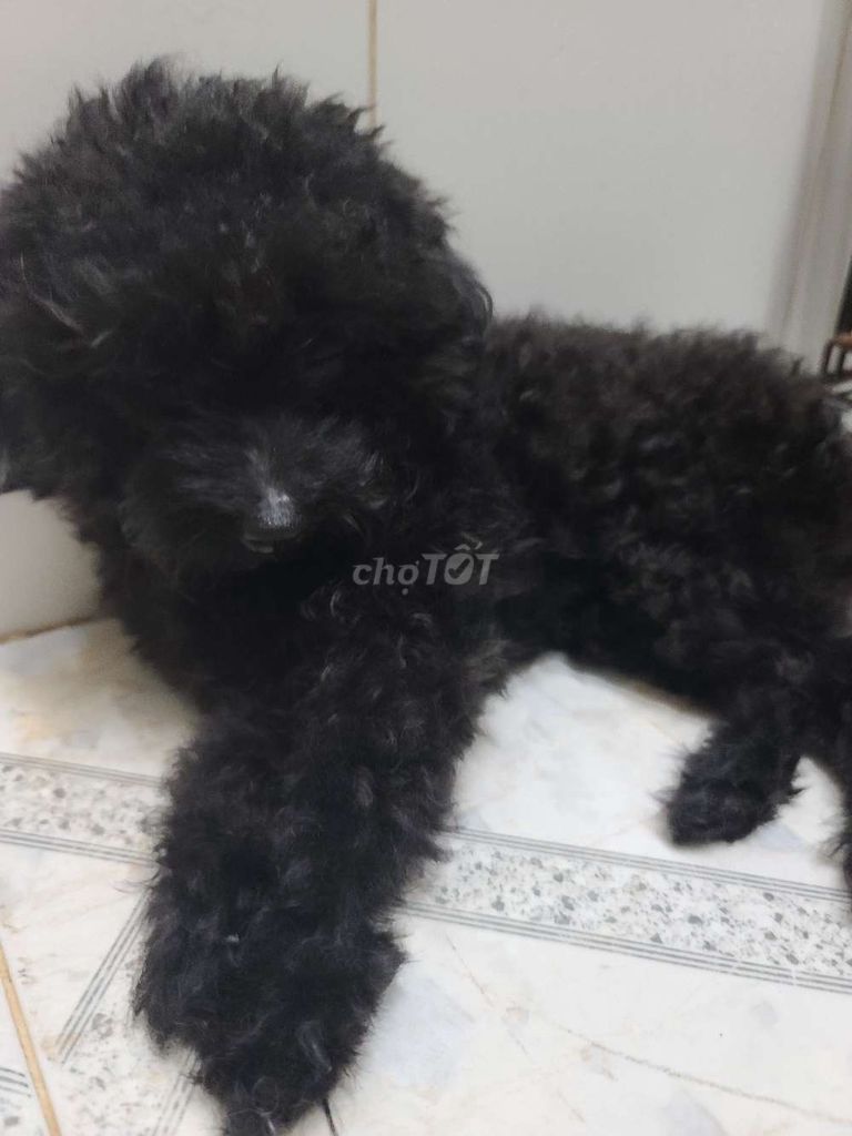 Chó poodle tìm về nhà mới