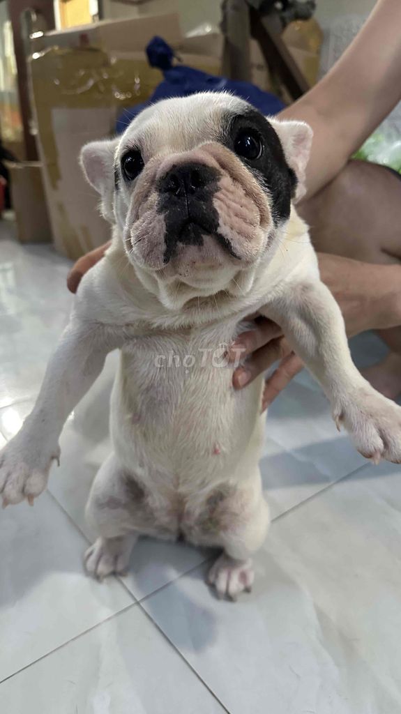 bull pháp 9 tháng tuổi. Mua bán Chó tại Huyện Châu Thành Bến Tre được đăng bởi Đạt hình 4