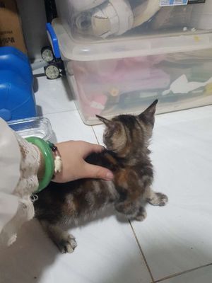 Mèo tam thể đực 3 tháng tuổi aln x ald. Mua bán Mèo tại Quận 7 Tp Hồ Chí Minh được đăng bởi Mực