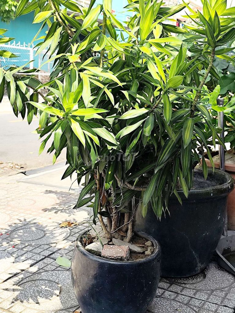 Cây phát tài trang trí bàn làm việc. Mua bán Cây cảnh, đồ trang trí tại Thành phố Thuận An Bình Dương được đăng bởi Trần Tuyết Hạnh hình 1