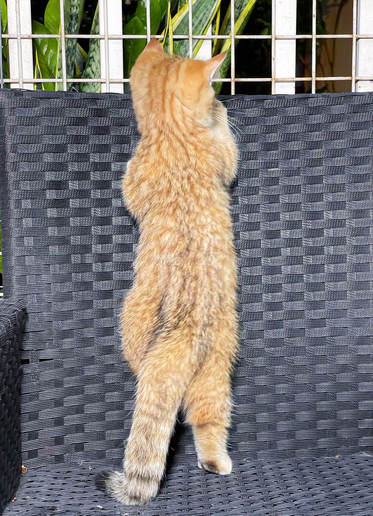 Mèo cảnh Golden đực chân lùn ny24