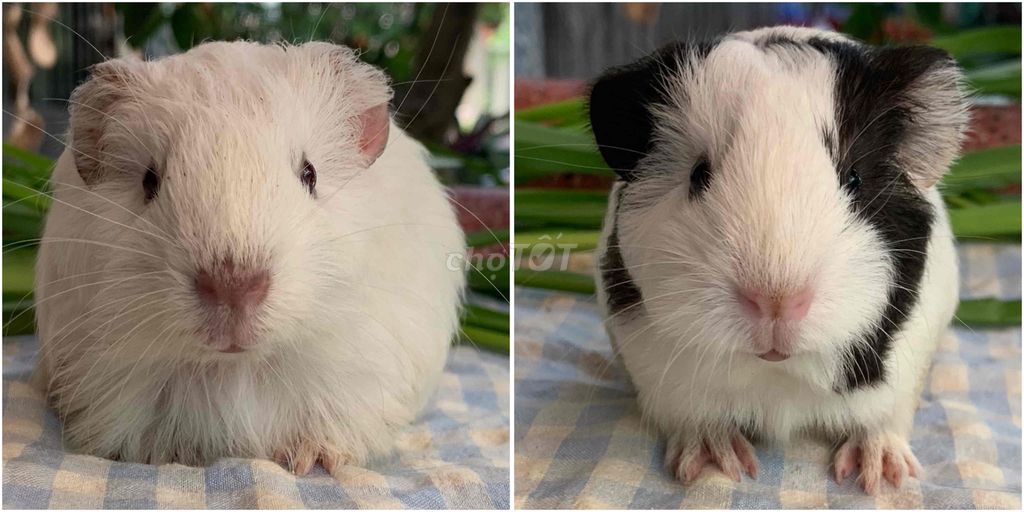 Bọ ú Silkie lông dài đực(QUẬN 6). Mua bán Thú cưng khác tại Quận 6 Tp Hồ Chí Minh được đăng bởi Phạm Nguyễn Minh Ngọc hình 1