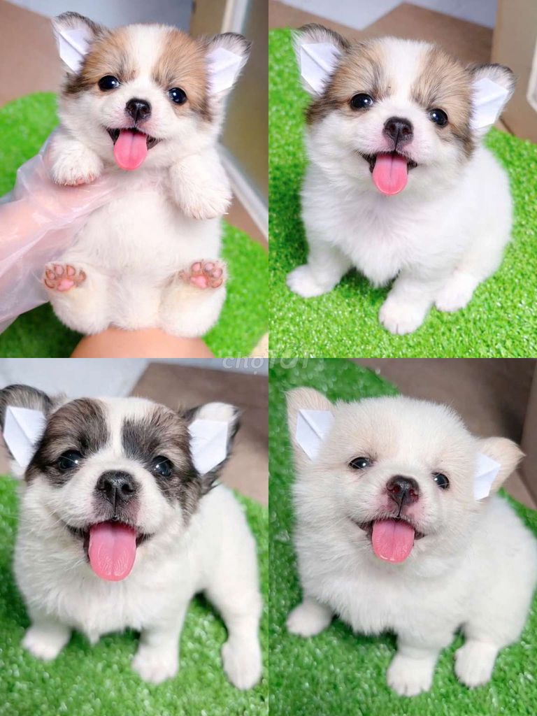 chó phốc sóc f1 mini, 800 gram. Mua bán Chó tại Quận 11 Tp Hồ Chí Minh được đăng bởi Minh nguyễn  hình 1