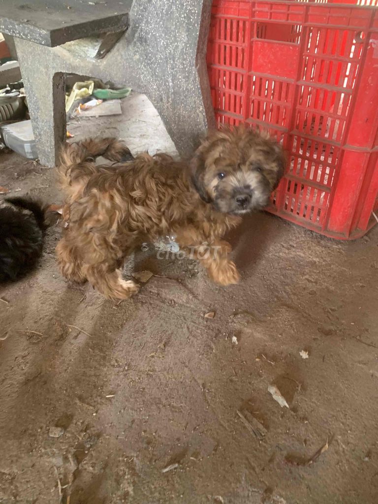 Chó Nhật lai Poodle đực. Mua bán Chó tại Huyện Châu Đức Bà Rịa - Vũng Tàu được đăng bởi Aec Dang  hình 1