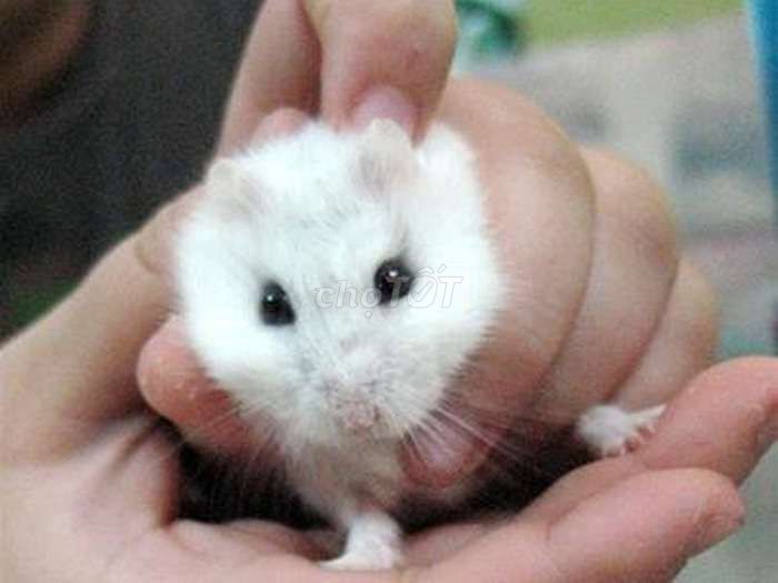 Hamster giá rẻ bạn nuôi 25k