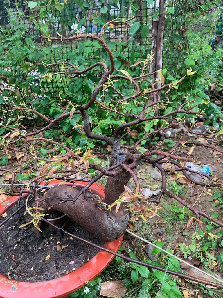 mai vàng bonsai,ghép giảo già mùa,cây khoẻ đẹp