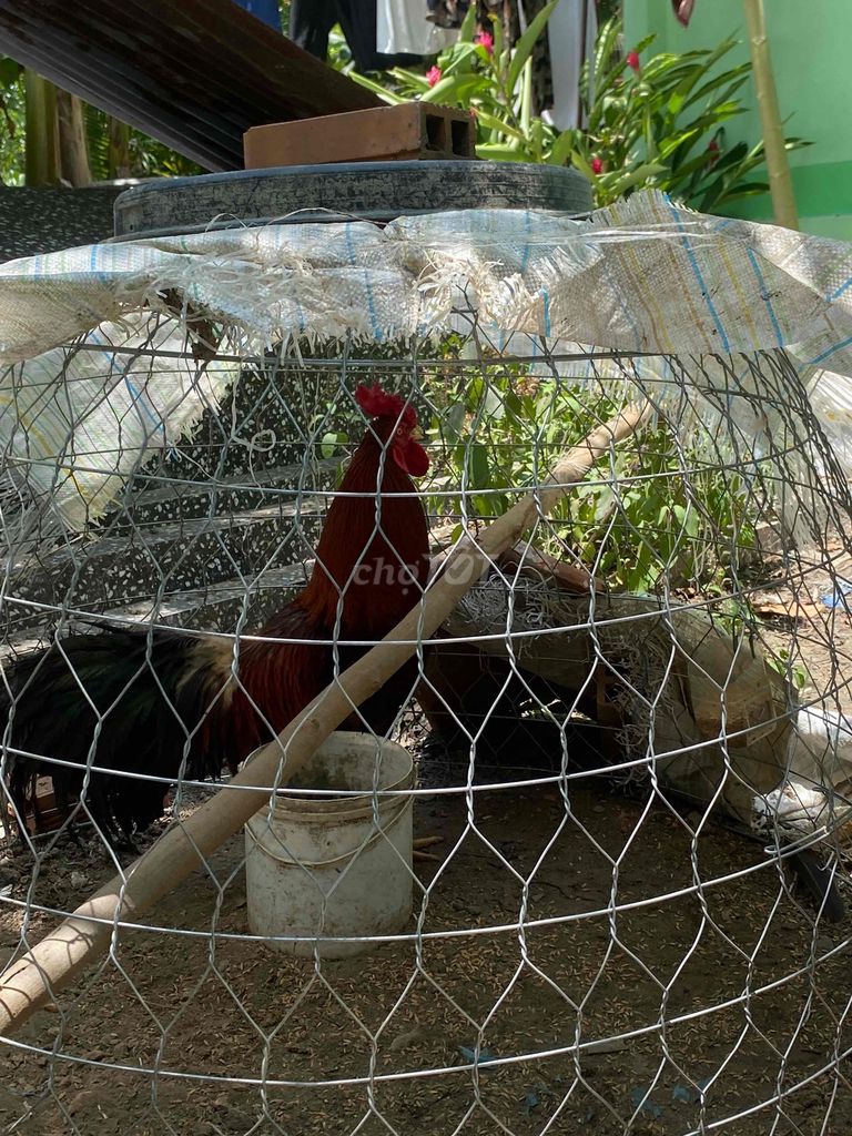 Gà trống Nâu đỏ 2.2kg. Mua bán Gà tại Huyện Cái Bè Tiền Giang được đăng bởi Phog Tống hình 1