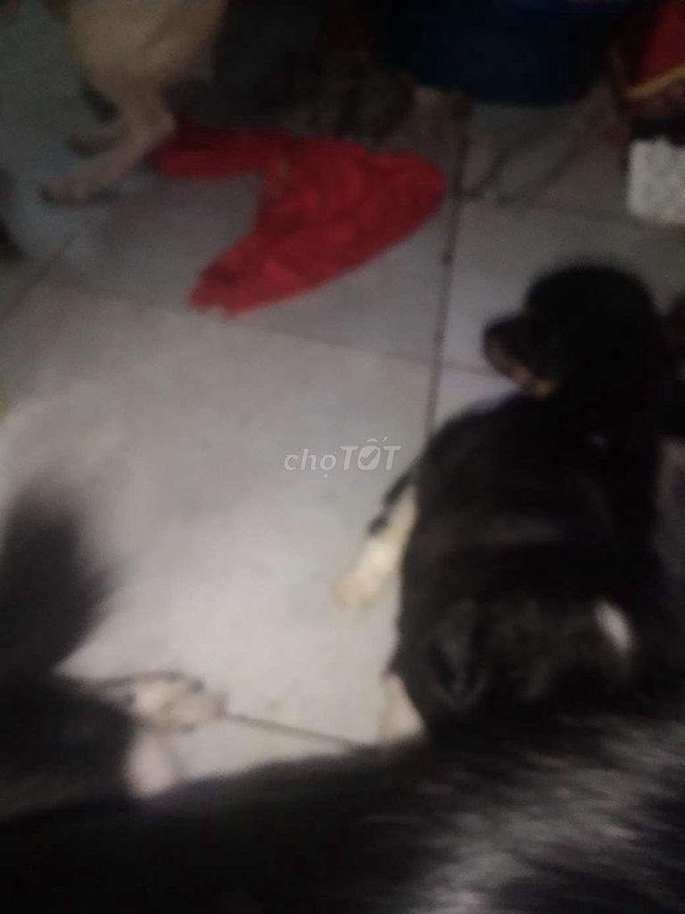 Chó Bắc Kinh 6 tuần tuổi. Mua bán Chó tại Quận 10 Tp Hồ Chí Minh được đăng bởi a Thanh hình 1