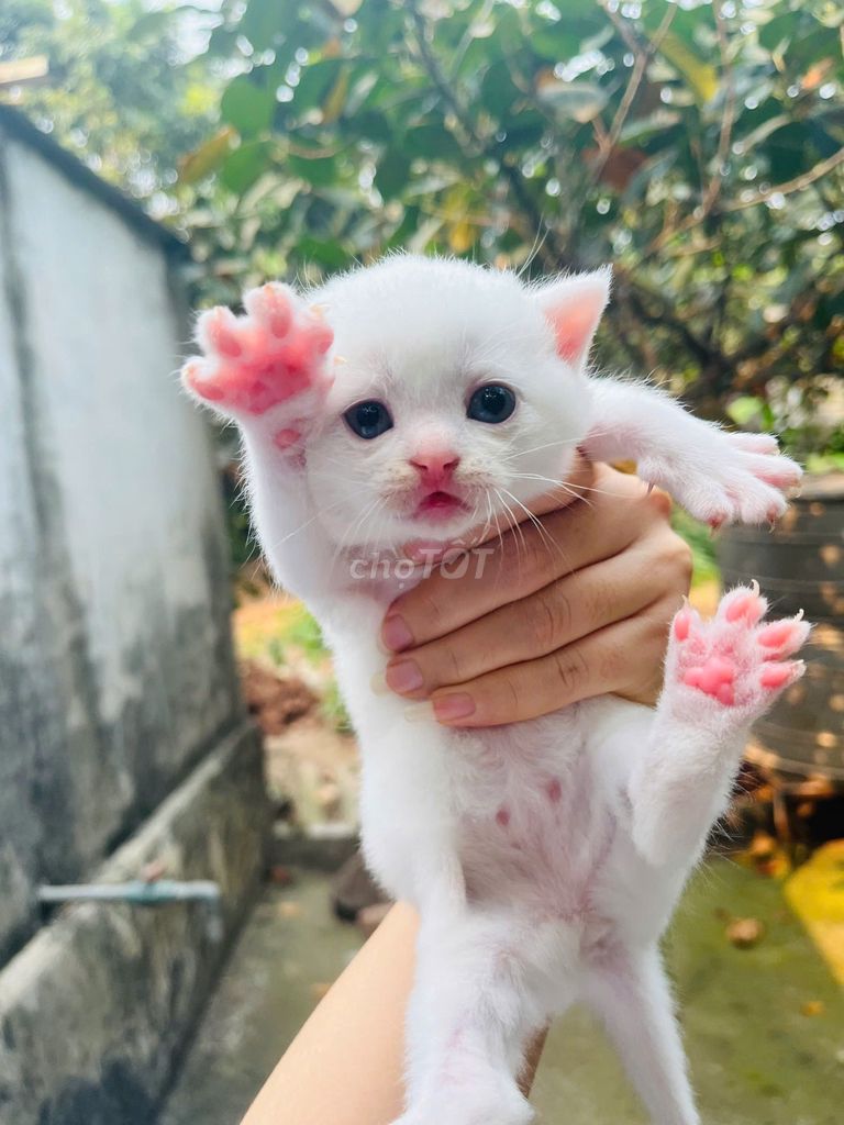 Bán cả nhà mèo anh lông ngắn trắng. Mua bán Mèo tại Huyện Mỹ Đức Hà Nội được đăng bởi Tên chưa cung cấp hình 1