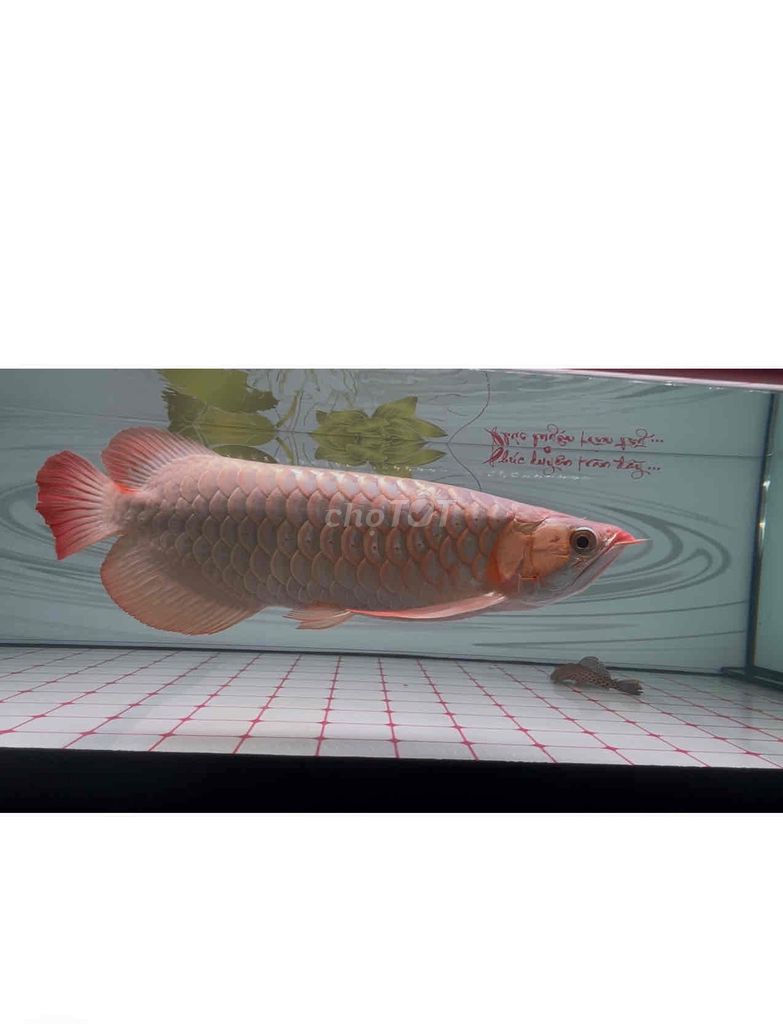 Cá Rồng Huyết Long Trắng 42cm. Mua bán Thú cưng khác tại Thị xã Bến Cát Bình Dương được đăng bởi DANG VAN SANG hình 1