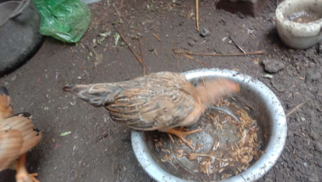 Gà Tre Bắc Nâu Khỏe mạnh. Mua bán Gà tại Huyện Gia Lâm Hà Nội được đăng bởi NGUYÊN KHANG NGUYÊN VŨ hình 1