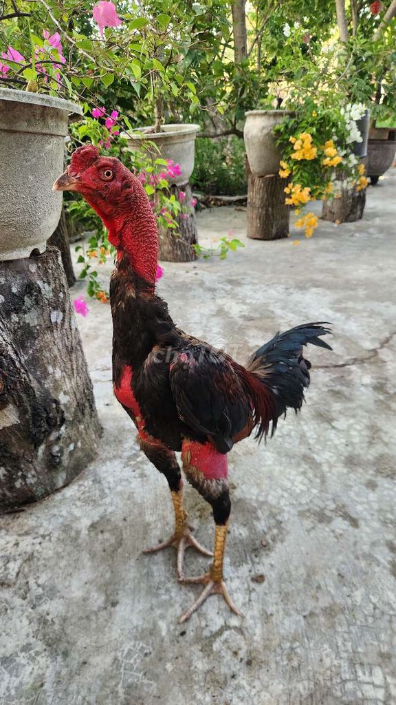 Gà chọi Đen đỏ Khỏe mạnh. Mua bán Gà tại Huyện Phú Hòa Phú Yên được đăng bởi phạm trung tài hình 1