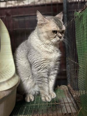 Mèo ALN Scottish cái hơn 2 tuổi Hn