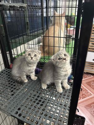 Sale lẹ cho 2bé gái tai cụp cuối đàn. Mua bán Mèo tại Quận 11 Tp Hồ Chí Minh được đăng bởi Ngọc Ngọc Meow