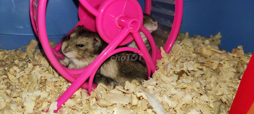 bán 3 bé hamster giao trong thành phố bmt