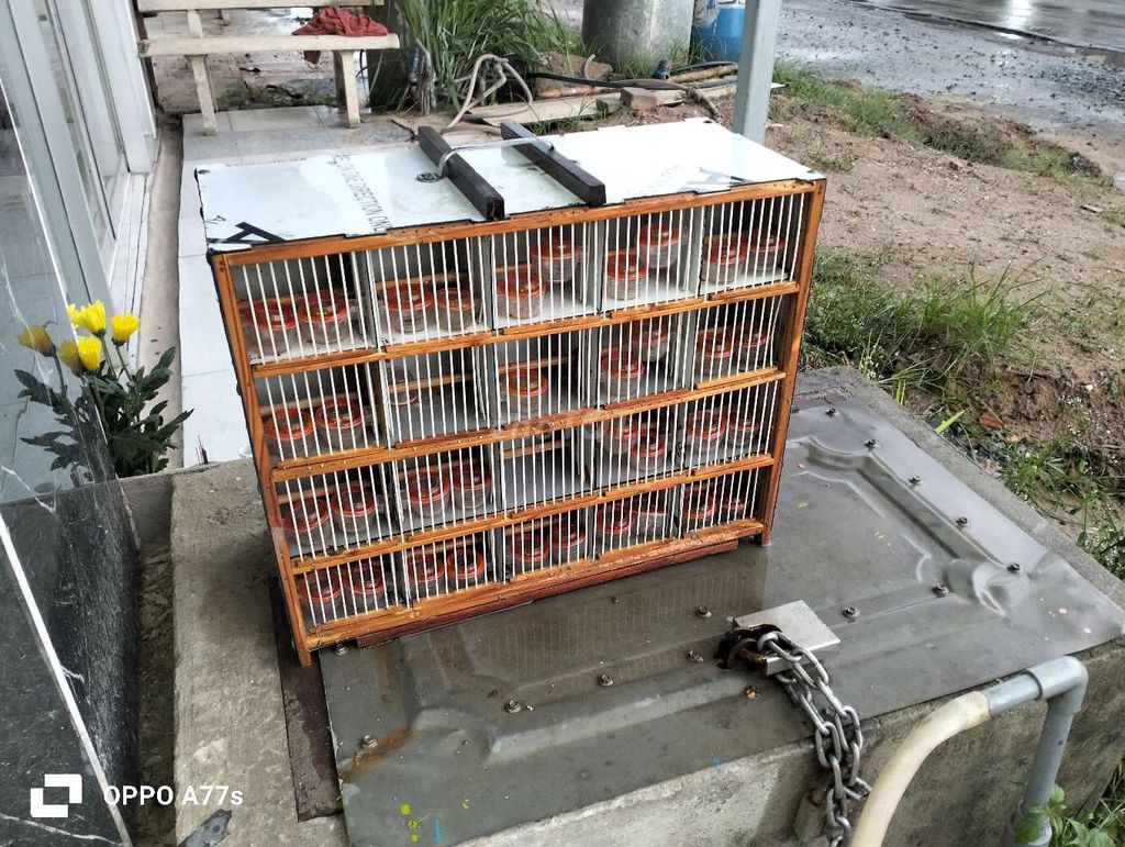 thanh lí hộc chứa + lồng bẫy, rẻ. Mua bán Phụ kiện, Thức ăn, Dịch vụ tại Huyện Củ Chi Tp Hồ Chí Minh được đăng bởi chim cảnh Hiếu BiO hình 1