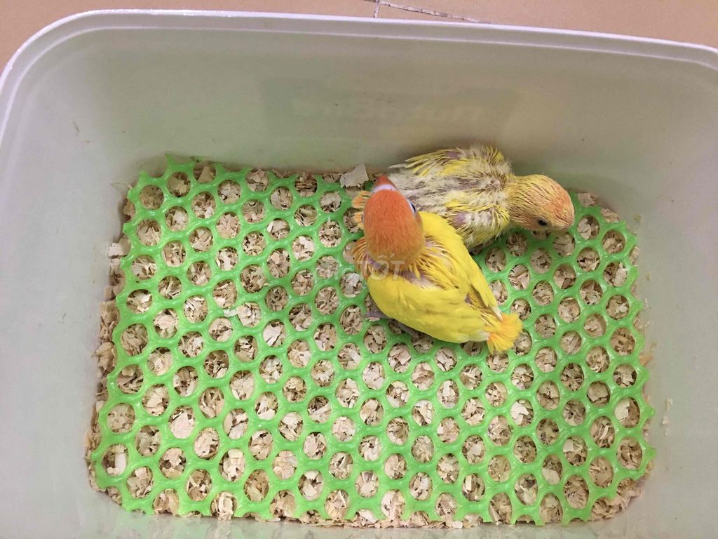 Lovebird non ko viềng và có viềng vàng đầu cam