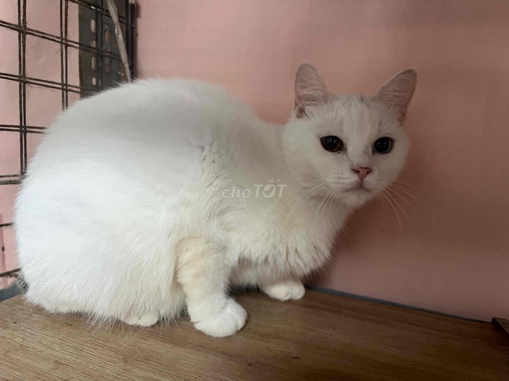 Mèo Anh lông ngắn cái 1 tuổi. Mua bán Mèo tại Thành phố Thủ Đức Tp Hồ Chí Minh được đăng bởi Takei Youta hình 1