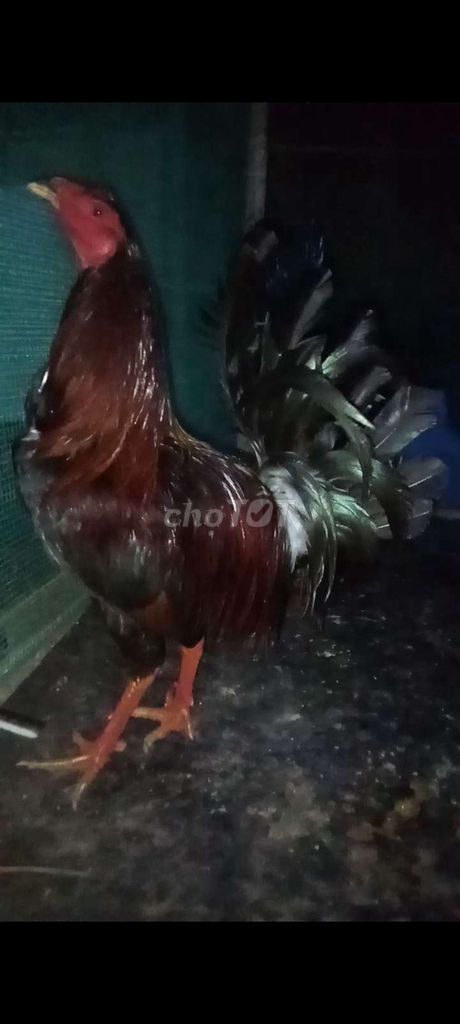 Gà Mỹ rặc 8 tháng Đực Điều mật chanh xanh. Mua bán Gà tại Huyện Cái Nước Cà Mau được đăng bởi Chiến Kê Các loại  hình 1