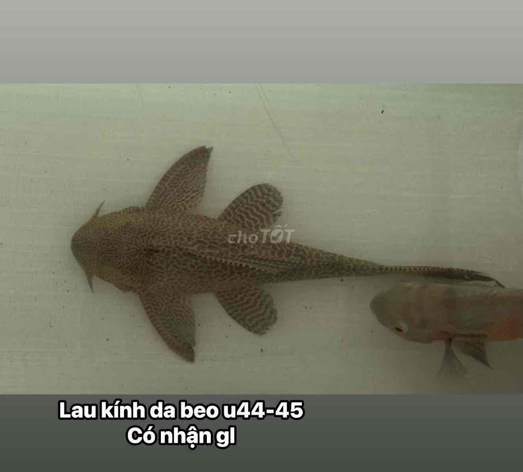 Lau kính da beo size to sưu tầm. Mua bán Thú cưng khác tại Thị xã Bến Cát Bình Dương được đăng bởi nhct hình 1