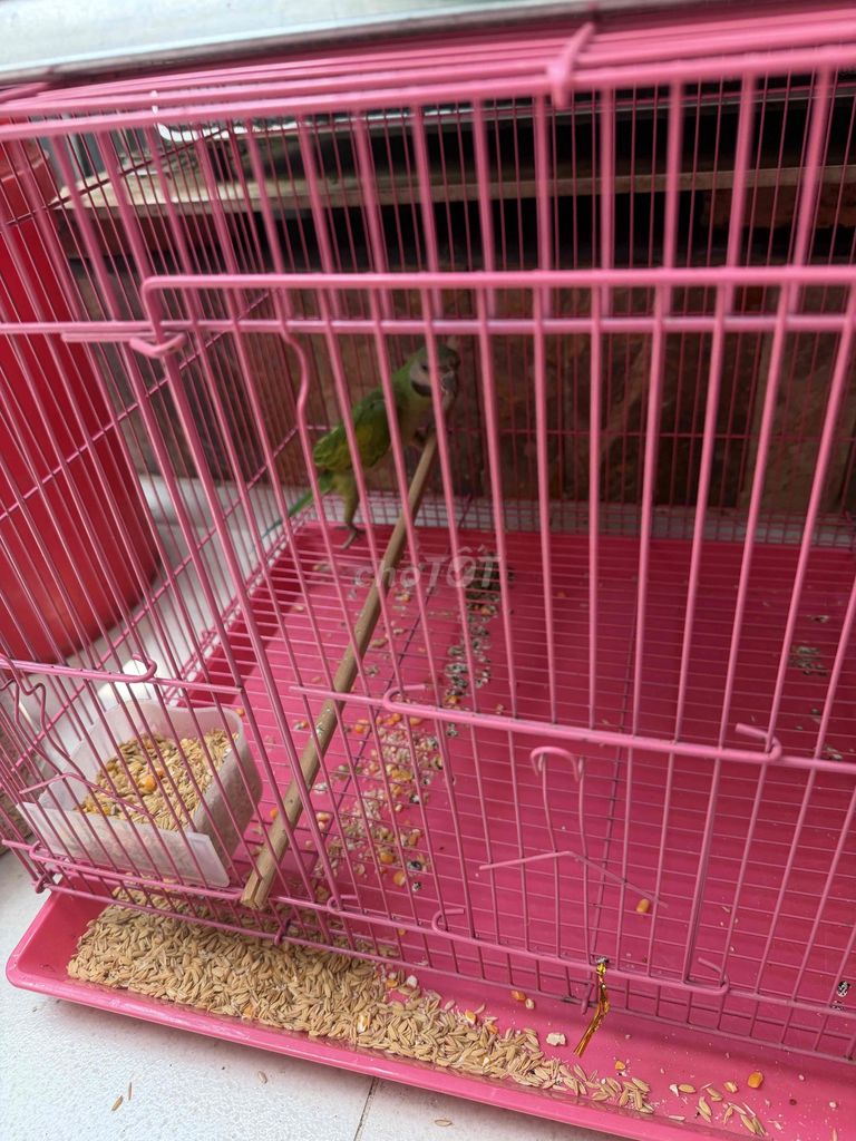 Chim cảnh giống nhỏ trống 3 tháng màu xanh lá. Mua bán Chim tại Thành phố Thủ Đức Tp Hồ Chí Minh được đăng bởi Lâm Hoàng Lê hình 1