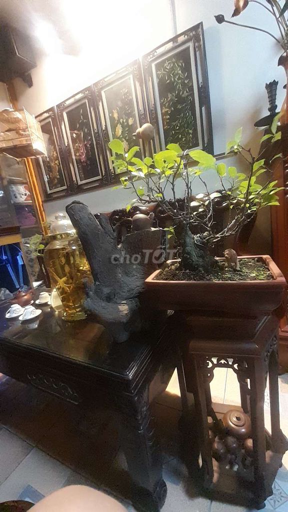 Cây sung lâu năm ra quả tự nhiên. Mua bán Cây cảnh, đồ trang trí tại Huyện Phú Xuyên Hà Nội được đăng bởi Nguyên Hưng hình 1