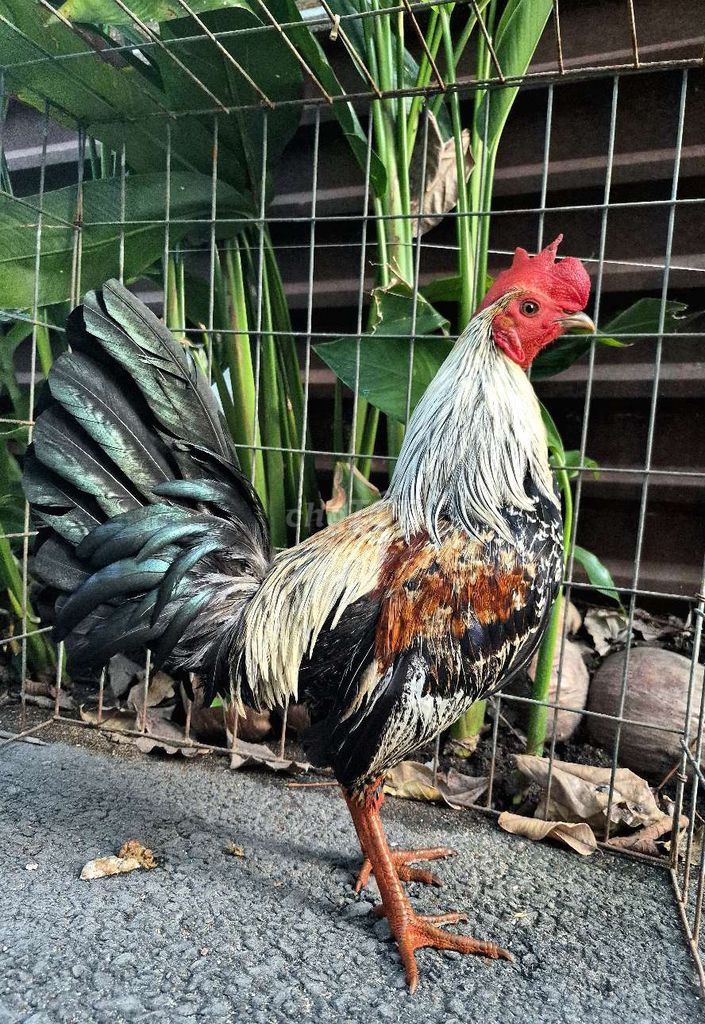 Gà chuối và điều. Mua bán Gà tại Thành phố Thủ Đức Tp Hồ Chí Minh được đăng bởi Khang hình 1