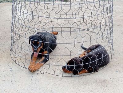 Chó Rottweiler đen vàng