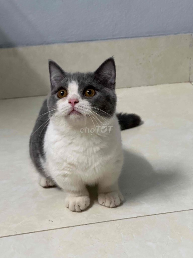 mèo anh lông ngắn lùn màu bicolor mũi hồng. Mua bán Mèo tại Thành phố Bắc Ninh Bắc Ninh được đăng bởi Nguyen Hung hình 4