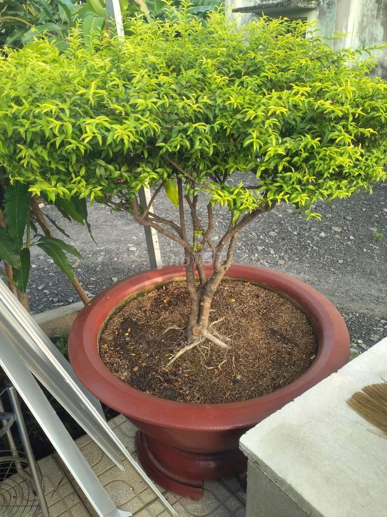 Mai trắng chậu lớn trang trí nhà cửa. Mua bán Cây cảnh, đồ trang trí tại Huyện Hóc Môn Tp Hồ Chí Minh được đăng bởi phong thanh hình 1