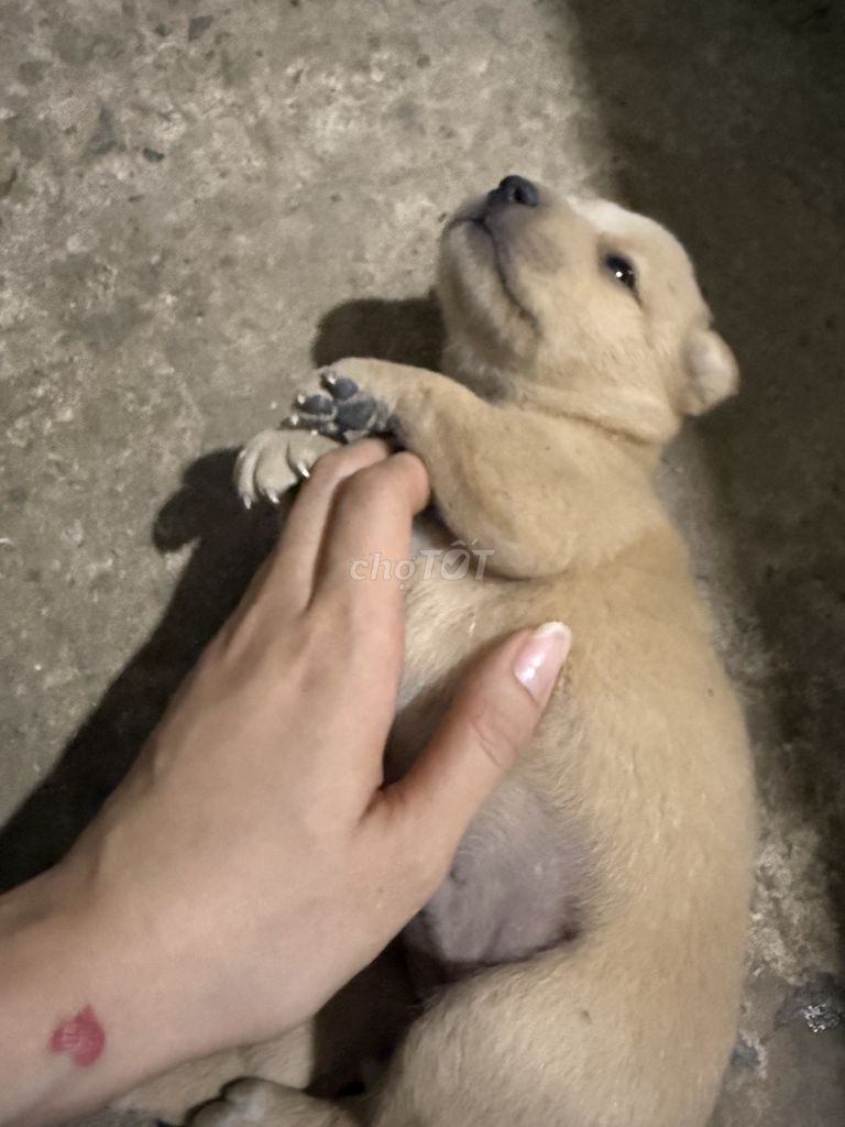 Chó cỏ Vàng Nâu Đen 2 tháng đã tiêm. Mua bán Chó tại Thành phố Bến Tre Bến Tre được đăng bởi tho hình 1