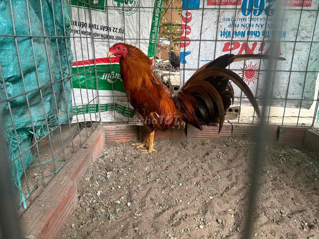 khét huề cái thứ 2. Mua bán Gà tại Huyện Vĩnh Cửu Đồng Nai được đăng bởi tí  hình 1