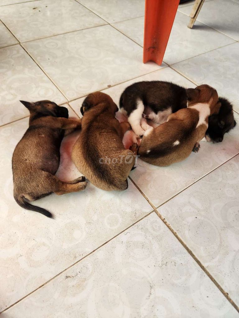 tặng chó con . Mua bán Chó tại Thành phố Sa Đéc Đồng Tháp được đăng bởi Bj hình 1