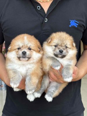 Chó Phốc Sóc thuần chủng