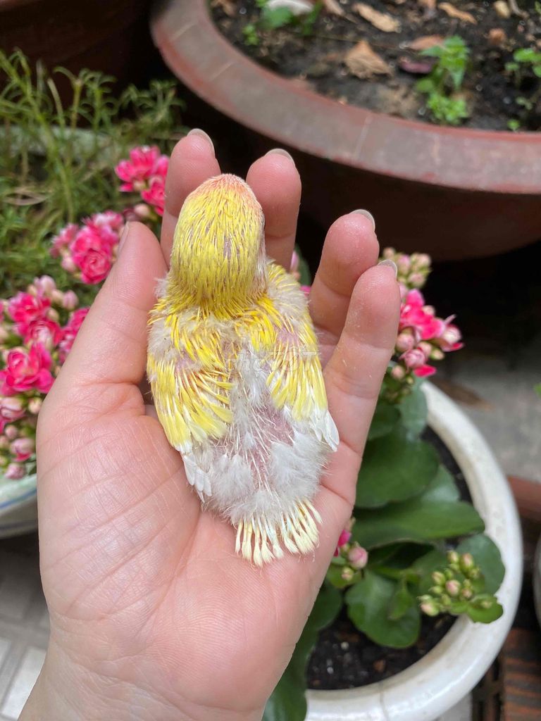 Chim Lovebird Vàng đầu đỏ Non Thuần khoẻ mạnh. Mua bán Chim tại Quận Phú Nhuận Tp Hồ Chí Minh được đăng bởi Tâm Thiện hình 1
