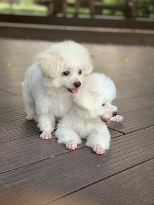 Poodle tiny. Mua bán Chó tại Huyện Gia Lâm Hà Nội được đăng bởi Lê Thị Vân Anh