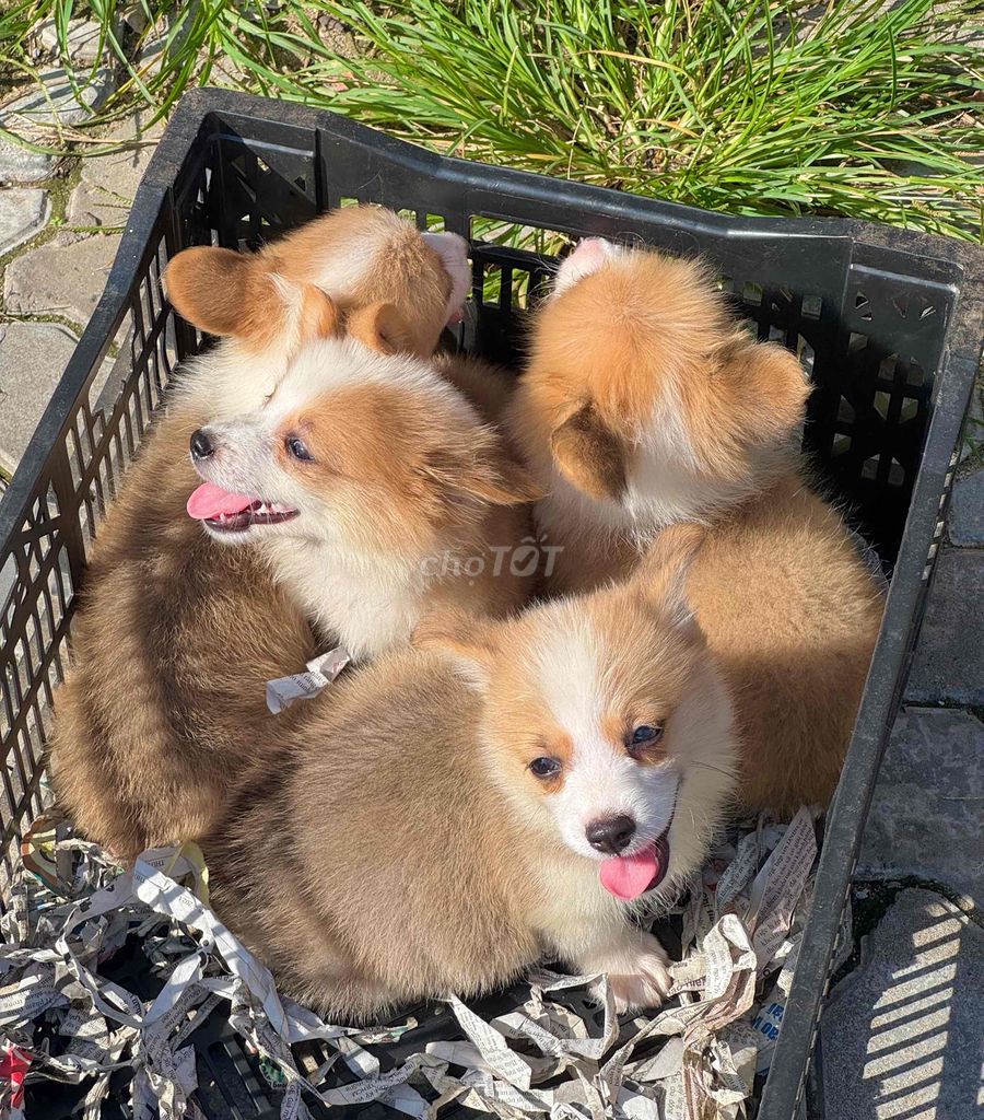 Chó Corgi mông bụ đẹp. Mua bán Chó tại Quận Cẩm Lệ Đà Nẵng được đăng bởi Anh Pet Shop hình 3