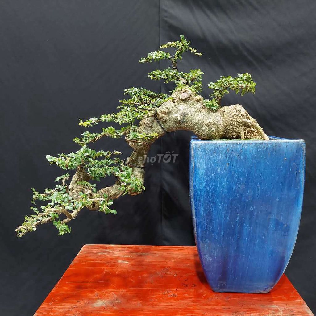 Cây cần thăng dáng đổ cao 50cm