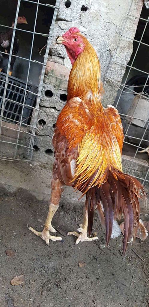 Gà Nđucs khét thái. Mua bán Gà tại Huyện Thường Tín Hà Nội được đăng bởi Đức Thiện hình 1