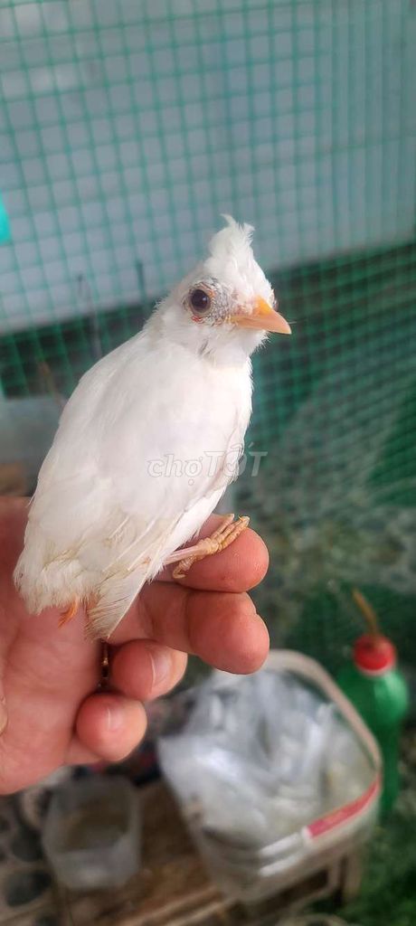 Chim chào mào bạch trống gần 3 tháng màu trắng. Mua bán Chim tại Quận Bình Tân Tp Hồ Chí Minh được đăng bởi Phong Huynh hình 1