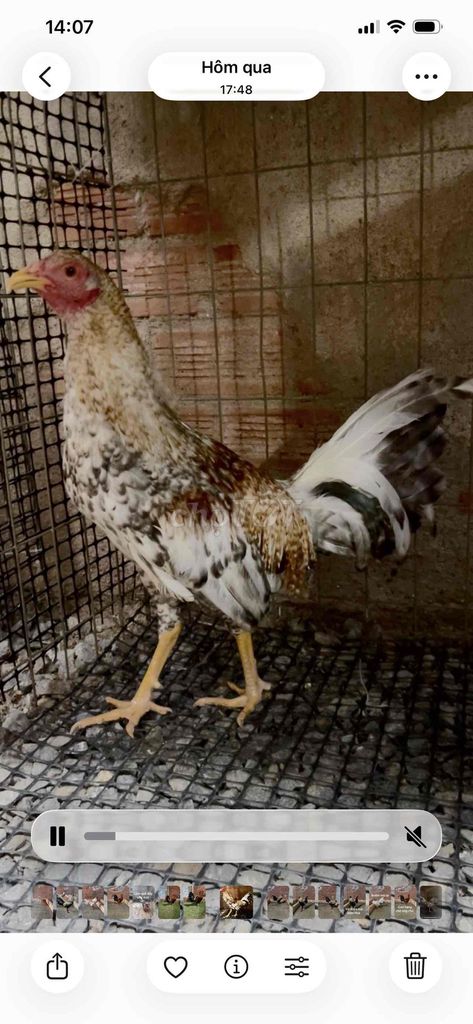 Gà Đa sắc Đực. Mua bán Gà tại Huyện Định Quán Đồng Nai được đăng bởi thanh hình 1
