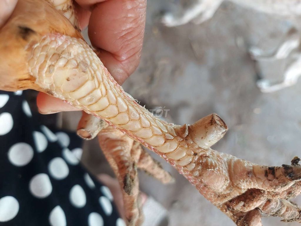 Bán gà bướm chân vàng 3,1 kg gà con Cừ con không